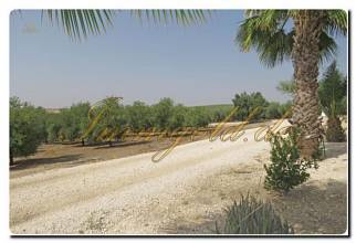 Thumbnail von Immogold Oliven Finca mit ca. 2.000.000 m² Grundstück und Pool