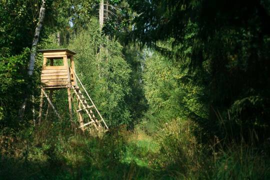 Exklusives Waldgrundstück in Döbling, Nähe Krapfenwaldbad