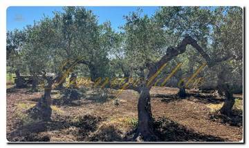 Immogold Sicily SGS 25123 Great area including an olive grove and rustic house