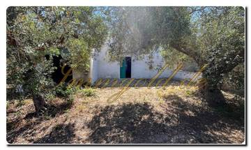 Thumbnail von Immogold Sicily SGS 25123 Great area including an olive grove and rustic house