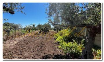 Thumbnail von Immogold Sicily SGS 25123 Great area including an olive grove and rustic house