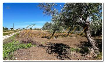 Thumbnail von Immogold Sicily SGS 25123 Great area including an olive grove and rustic house