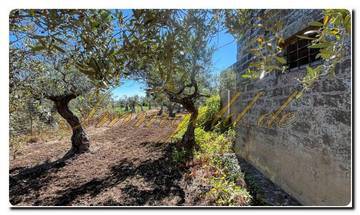 Thumbnail von Immogold Sicily SGS 25123 Great area including an olive grove and rustic house