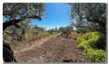 Thumbnail von Immogold Sicily SGS 25123 Great area including an olive grove and rustic house