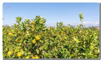 Thumbnail von Sicily noble house with a huge area, two building plots, and great sea views
