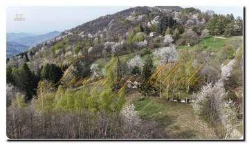 Thumbnail von Your private retreat in beautiful nature, detached villa with park in Viola to renovate