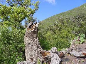 Thumbnail von Agrarland auf Teneriffa