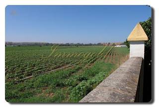Thumbnail von Immogold Finca, Landhaus mit ca. 60.000 m² Land, nahe Arcos de la Frontera (Junta de los Rios)