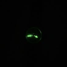 Thumbnail von Rolex Oyster Perpetual Ovetto Oyster Perpetual 2940 Chronometer Bubble Back 1942