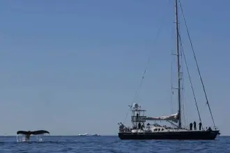 Thumbnail von Blondecell Simon Rogers Cutter Rigged One Design SONG OF THE WHALE