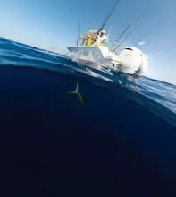 Thumbnail von Sailfish 272 CC