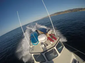 Thumbnail von Radon 29 Sport Fish Cojo