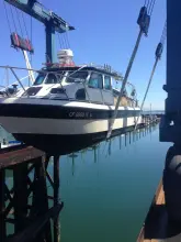 Thumbnail von Radon 29 Sport Fish Cojo