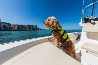 Thumbnail von Boston Whaler 150 Montauk